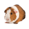 Other Animals